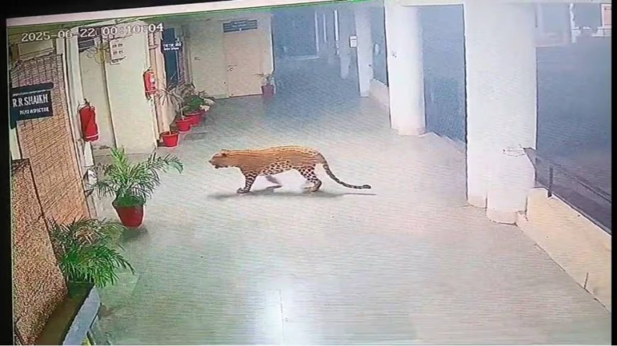 अरे देवा! रात्रीच्या अंधारात एक बिबट्या एसआरपीएफ कार्यालयात घुसला... बिबट्याच्या हालचाली सीसीटीव्ही कॅमेऱ्यात कैद झाल्या.