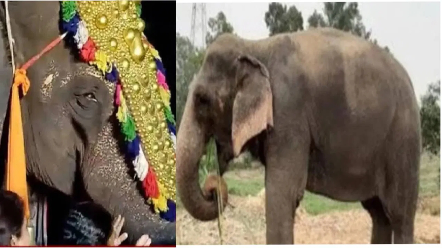 महादेवी हत्तीणी परत येणार, सर्वोच्च न्यायालयात जाणार; आता राष्ट्रवादी काँग्रेसचे नेतेही रिंगणात आहेत