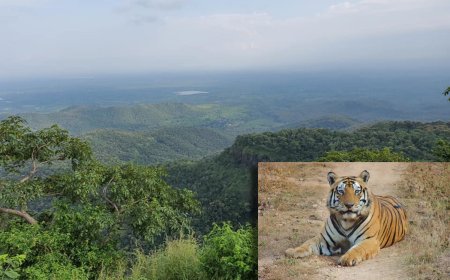 मेळघाट व्याघ्र प्रकल्पात शंभरावर वाघ; मग नरभक्षक कोण? वन्यजीवप्रेमींचा सवाल