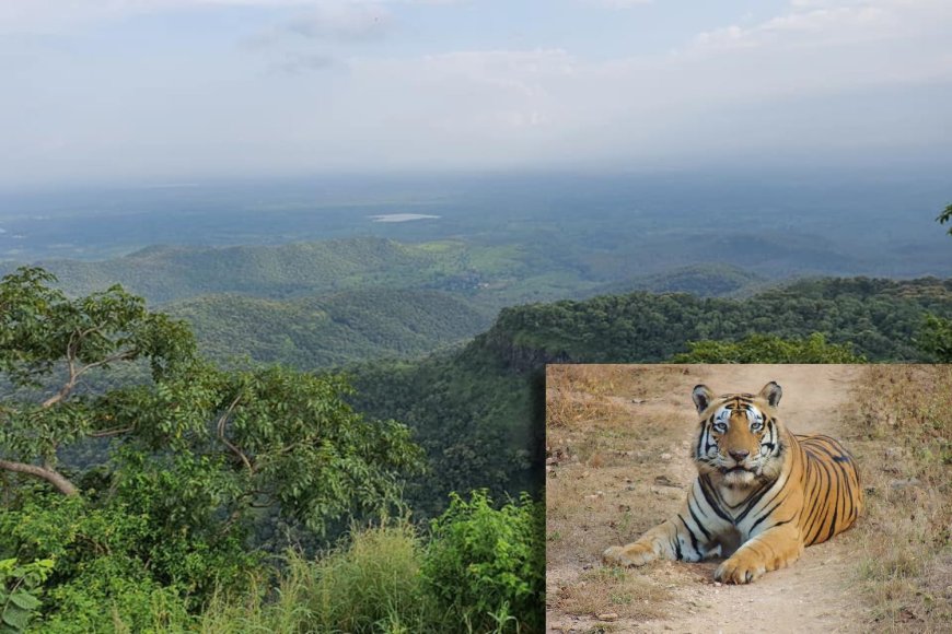 मेळघाट व्याघ्र प्रकल्पात शंभरावर वाघ; मग नरभक्षक कोण? वन्यजीवप्रेमींचा सवाल