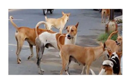 अमरावतीमध्ये भटक्या कुत्र्यांची समस्या दिवसेंदिवस गंभीर होत चालली आहे.