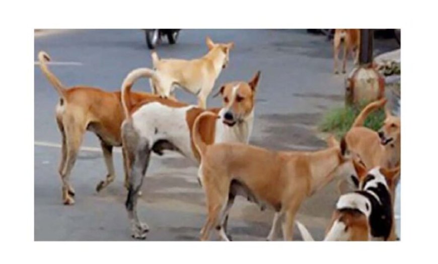 अमरावतीमध्ये भटक्या कुत्र्यांची समस्या दिवसेंदिवस गंभीर होत चालली आहे.