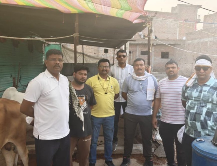 बकरी ईदपूर्वी अमरावतीत गुन्हे शाखेची कारवाई; कत्तलीसाठी डांबलेले ११ गोवंश मुक्त
