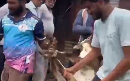बोरगांव मंजू में घायल हिरण और काले हिरण की बची जान, ग्रामीणों और वन विभाग की सतर्कता से मिला जीवनदान