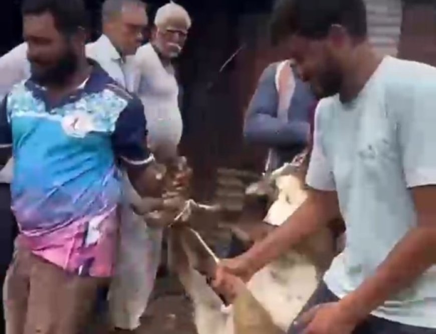 बोरगांव मंजू में घायल हिरण और काले हिरण की बची जान, ग्रामीणों और वन विभाग की सतर्कता से मिला जीवनदान